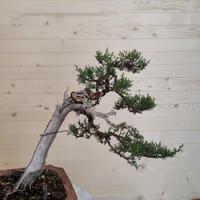 Cipresso bonsai