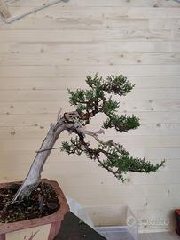 Cipresso bonsai