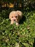 minnie-maltipoo-toy