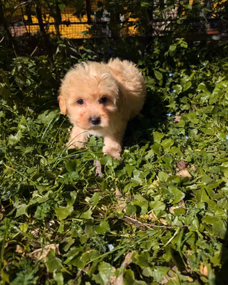 Minnie maltipoo toy