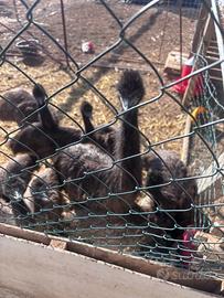 Emu / baby emu