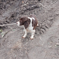 Springer spaniel