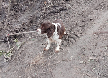 Springer spaniel