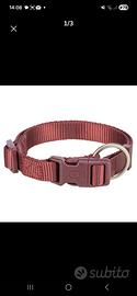 collare e guinzaglio 