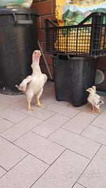 Galline KO SHAMO 
