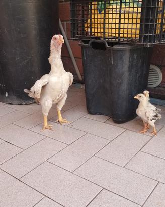 Galline KO SHAMO 