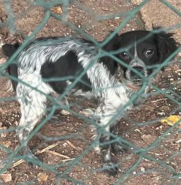 Breton maschio 7 mesi