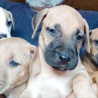 Cuccioli di Pitbull in standard a.d.b.a