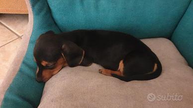 Bassotto nano kaninchen maschio