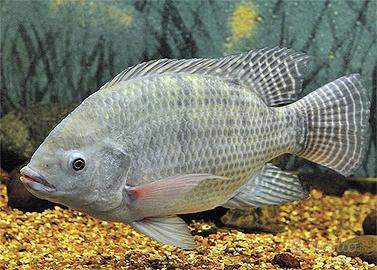 Tilapia del nilo