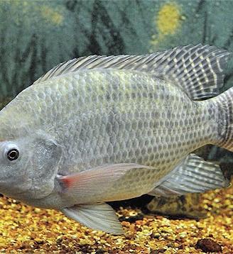 Tilapia del nilo