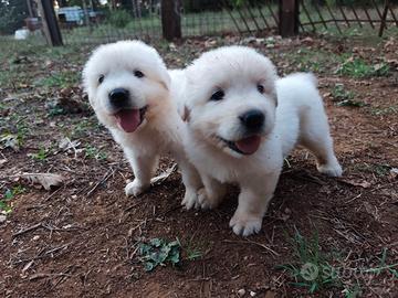Cane da pastore maremmano abruzzese