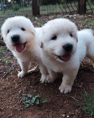 Cane da pastore maremmano abruzzese