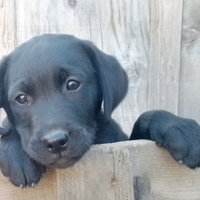 Cucciola femmina di Labrador Retriever