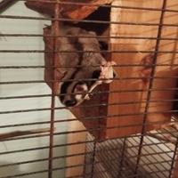 Petauro dello zucchero