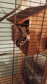 Petauro dello zucchero