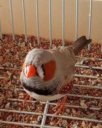 Coppia diamanti mandarini con gabbia