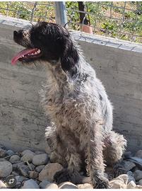 Cucciolone femmina bracco pointer/lagotto