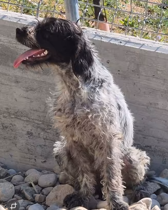 Cucciolone femmina bracco pointer/lagotto