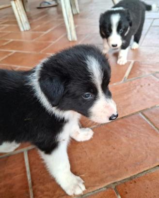 Cuccioli di Border Collie