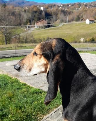 Vendita segugi da lepre pronta caccia