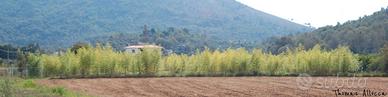 Terreno con Bambuseto Avviato (Madake - 16 Anni)