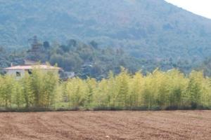 Terreno con Bambuseto Avviato (Madake - 16 Anni)