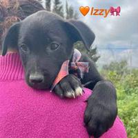 Cane taglia non piccola adotta meticci