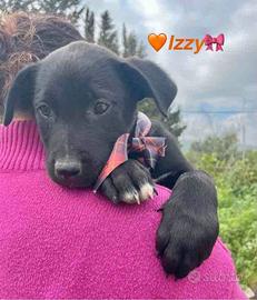 Cane taglia non piccola adotta meticci