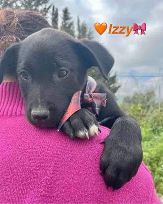 Cane taglia non piccola adotta meticci