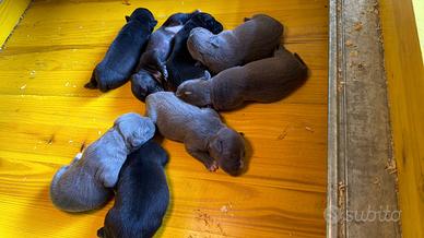Cuccioli di pitbull