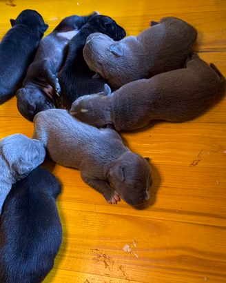 Cuccioli di pitbull