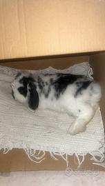 Coniglio Ariete minilop