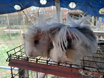 2 porcellini d'india