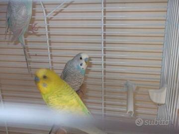 Cocorite mutazione lutino allevate a mano