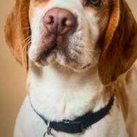 Aron vorrebbe Beagle femmina per accoppiamento