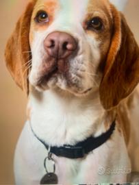 Aron vorrebbe Beagle femmina per accoppiamento