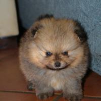 Cucciolo di pomerania spitz