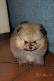 Cucciolo di pomerania spitz