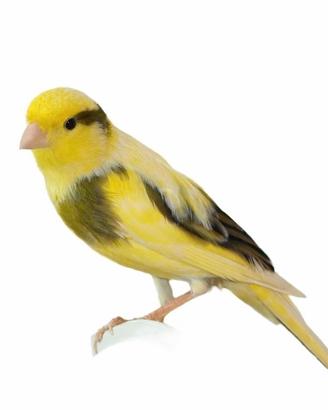 Canarino timbrado spagnolo