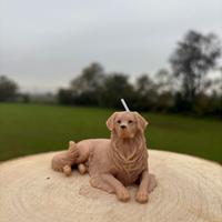 candela goldel retriver