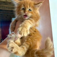 Meravigliosi cuccioli di Maine Coon
