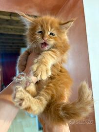 Meravigliosi cuccioli di Maine Coon