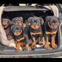 2 mesi cuccioli rottweiler