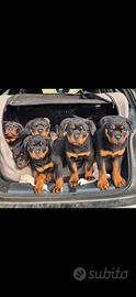 2 mesi cuccioli rottweiler