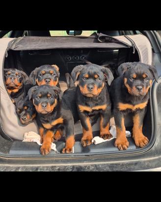 2 mesi cuccioli rottweiler