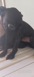 Pincher cagnolino incrocio
