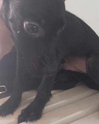 Pincher cagnolino incrocio