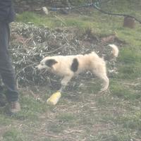 2 cucciole meticce di 5 mesi