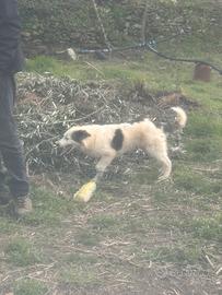 2 cucciole meticce di 5 mesi